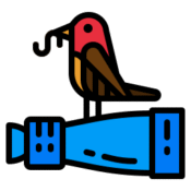 Bird Feeder